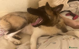 Akita dogs for sale: Luna! - Image 2
