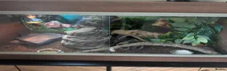 Leopard Gecko reptiles for sale: Leopard gecko with vivarium and extras in Burnley - Advert 2