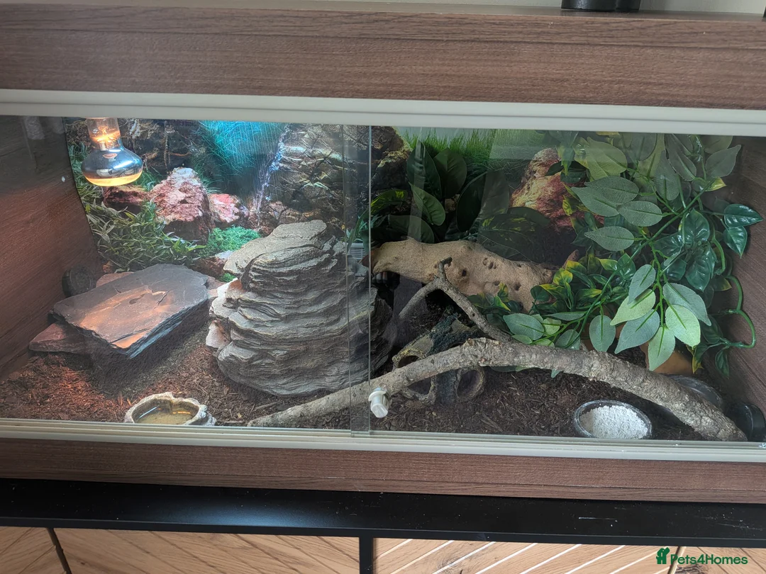 Leopard Gecko reptiles for sale: Leopard gecko with vivarium and extras in Burnley - Advert 2