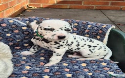 Dalmatian dogs for sale: 💙last LUA boy 💙 KC reg - Image 16