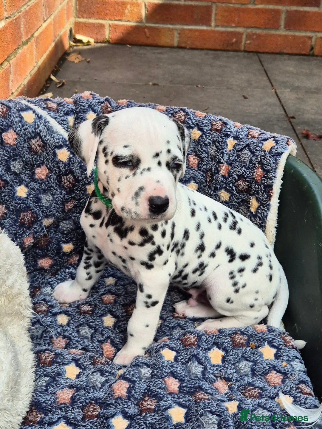 Dalmatian dogs for sale: 💙last LUA boy 💙 KC reg - Image 16