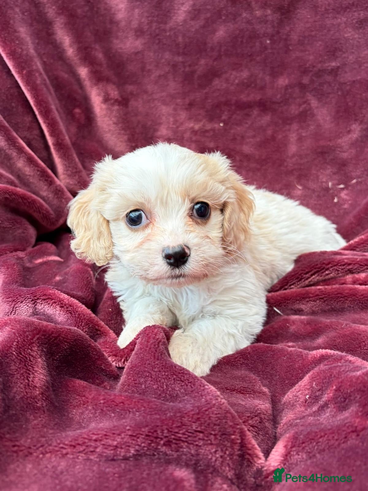 Cavachon dogs Gorgeous F1 Cavachon’s  - Advert 1