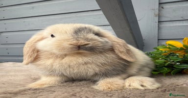 Mini Lop rabbits - Advert 11