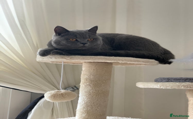 British Shorthair cats - Advert 11