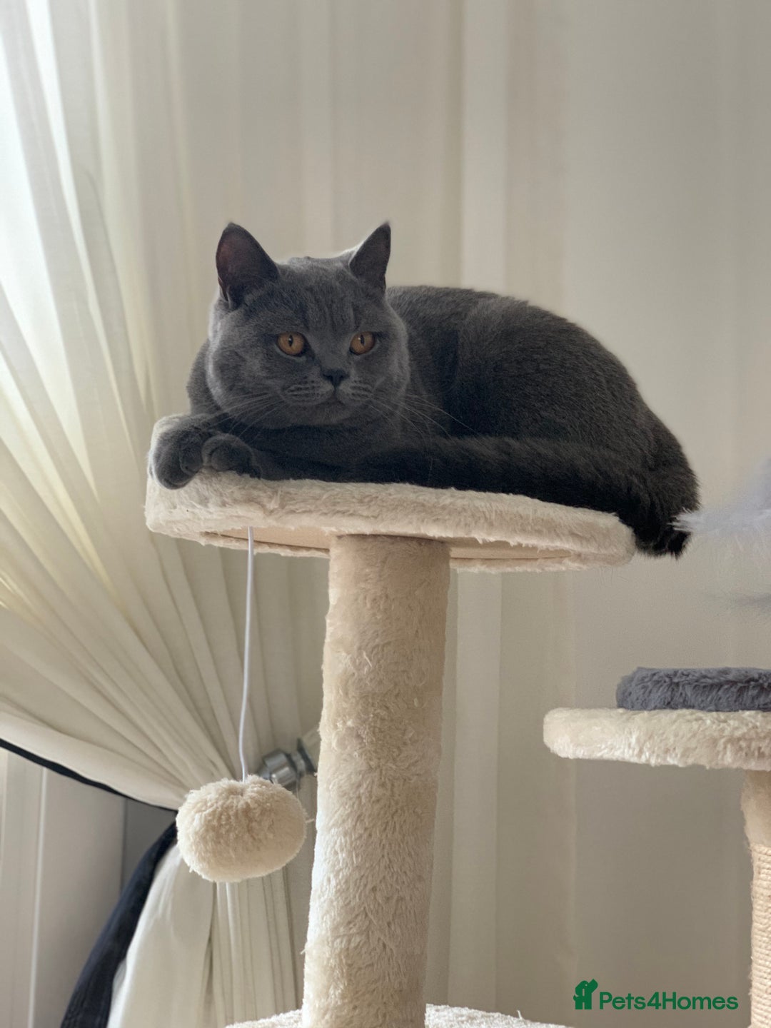 British Shorthair cats for sale: British Shorthair Female - Image 1