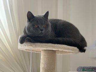 British Shorthair cats - Advert 18