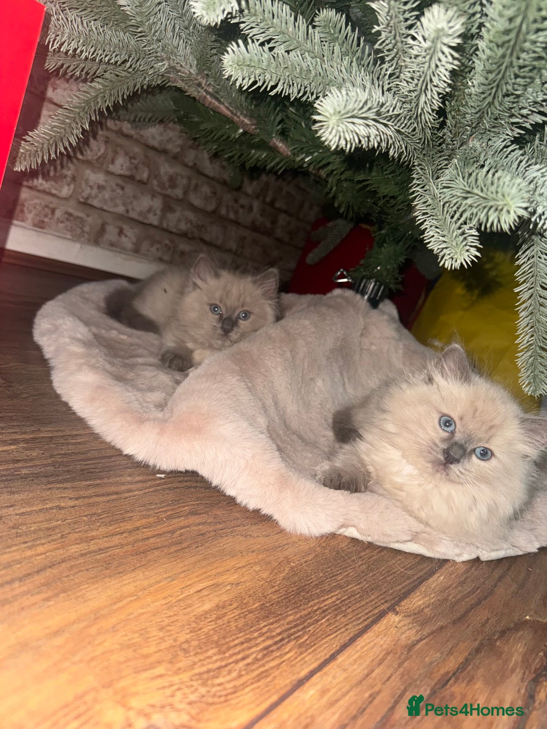 Ragdoll cats for sale: Tica Solid, Blue and Blue Mink Ragdolls - Advert 3