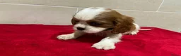Cavalier King Charles Spaniel dogs for sale: Pedigree Cavalier King Charles puppies - Advert 7