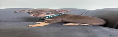 Green collar
