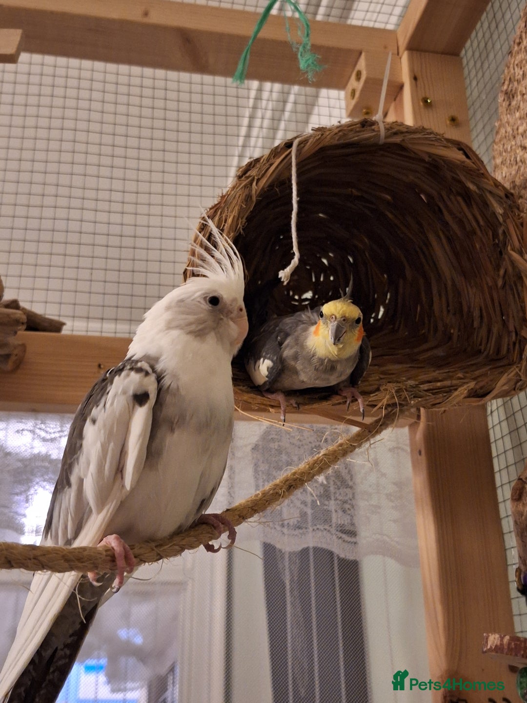 Cockatiels birds for sale:  Breeding Pair of Cockatiels  - Image 1
