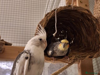 Cockatiels birds - Advert 1