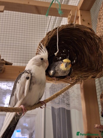 Cockatiels birds - Advert 1