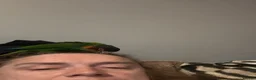 Conures birds for sale: Hand reared blue throated conure - Advert 5
