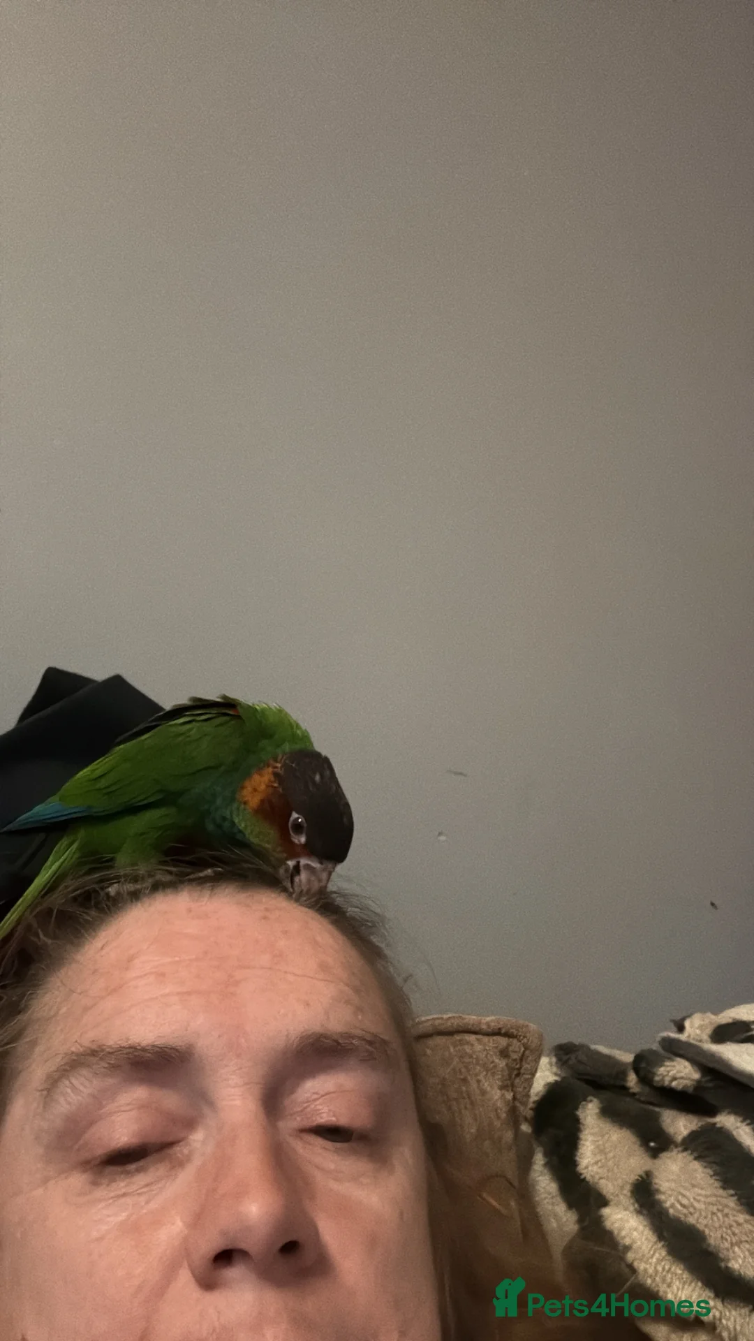 Conures birds for sale: Hand reared blue throated conure - Advert 5