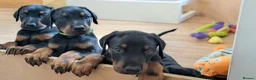 Dobermann dogs for sale: KC registered litter of 5 Dobermann puppies - Advert 5