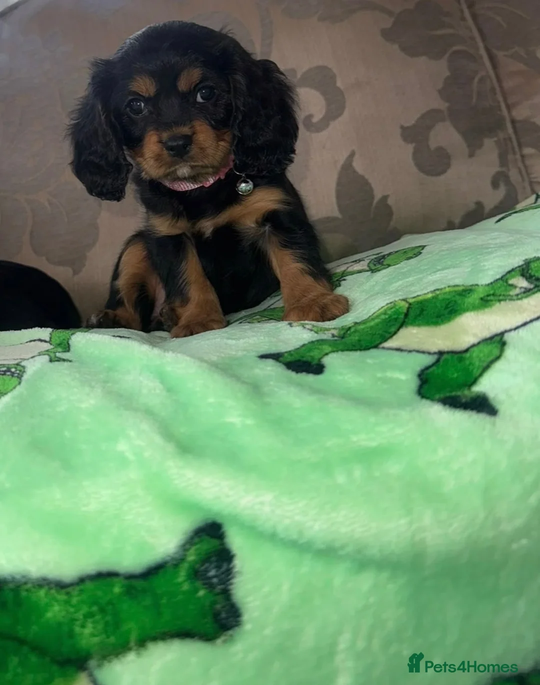 Cavalier King Charles Spaniel dogs for sale: Cavilers King Charles  in Stafford - Advert 7