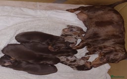 Miniature Dachshund dogs for sale: Chocolate Tan boy left - Image 11