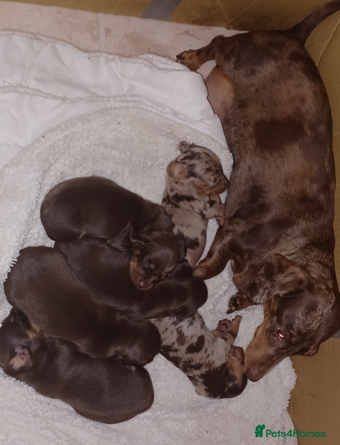 Miniature Dachshund dogs for sale: Chocolate Tan boy left - Image 11
