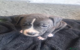Mixed Breed dogs for sale: Pups for sale - Image 11