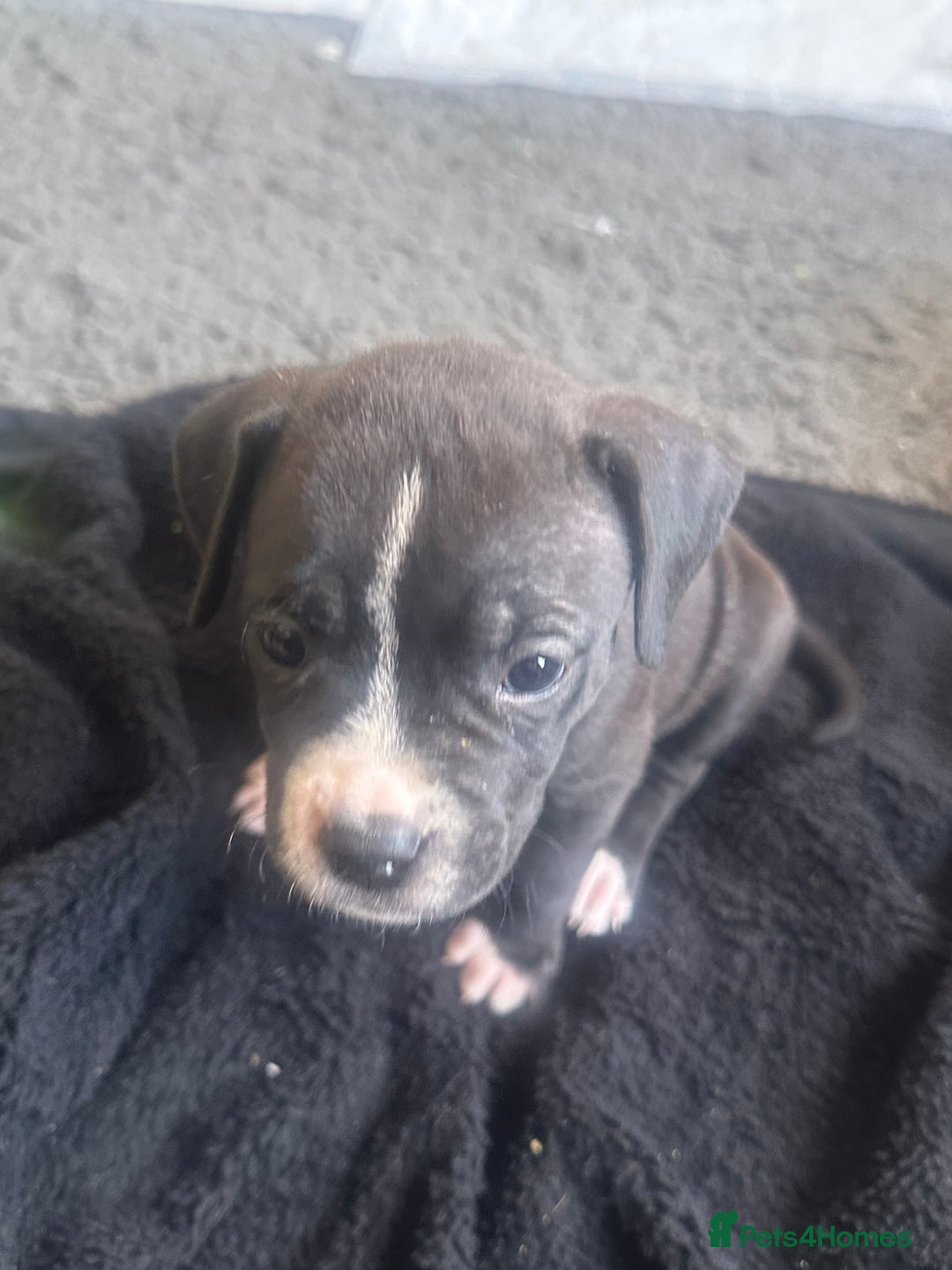 Mixed Breed dogs for sale: Pups for sale - Image 11
