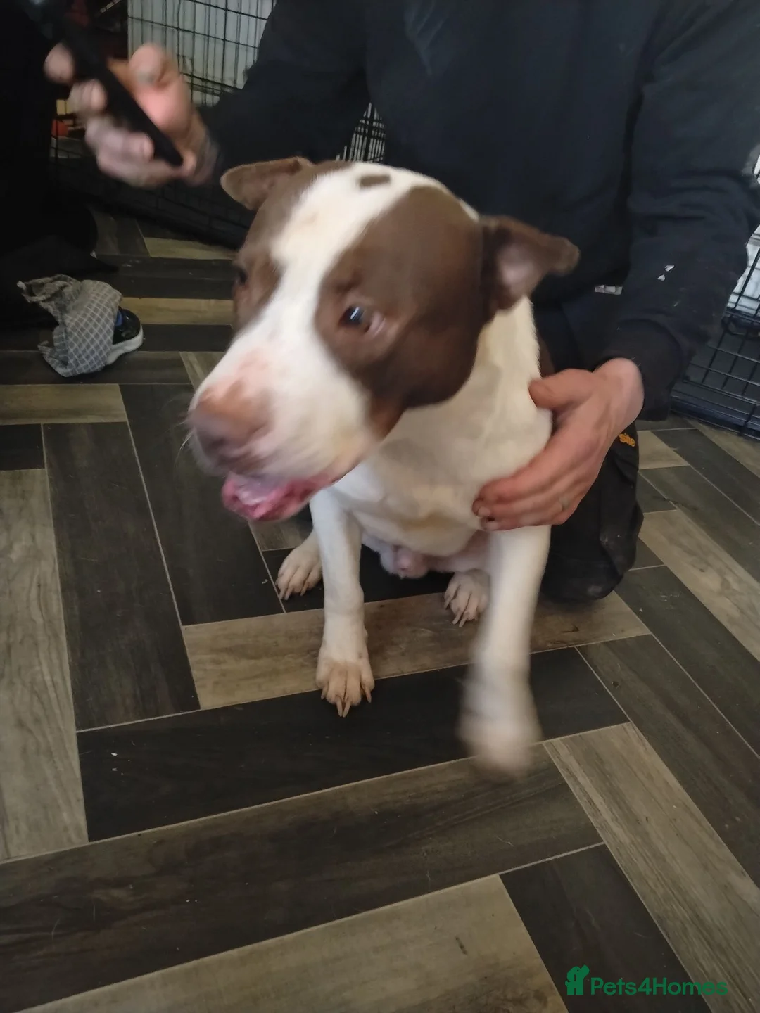 Mixed Breed dogs for adoption: Reggie needs rehoming  in Nelson - Advert 2