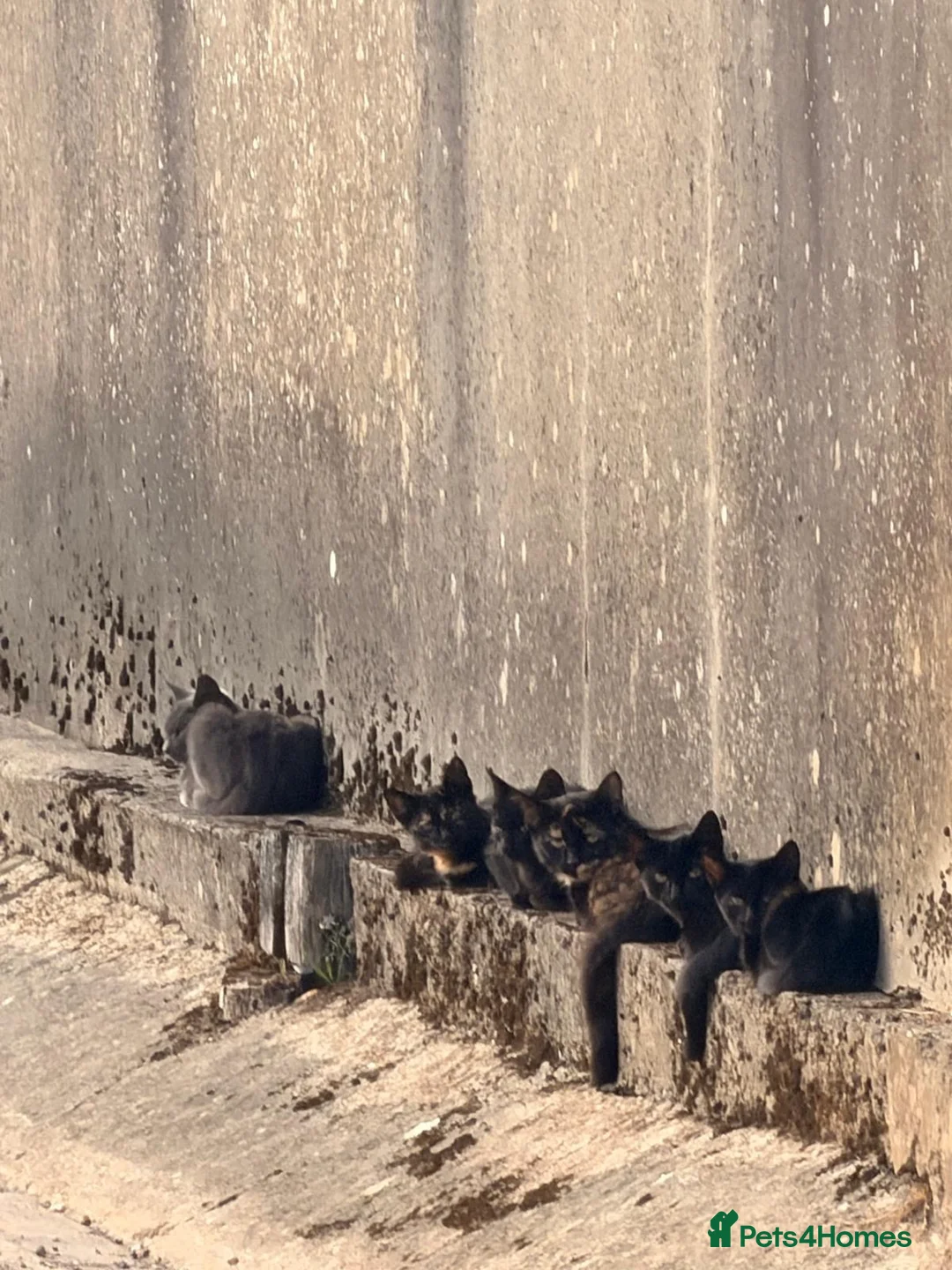 Mixed Breed cats for sale: Kittens looking for homes  in Marlborough - Advert 2
