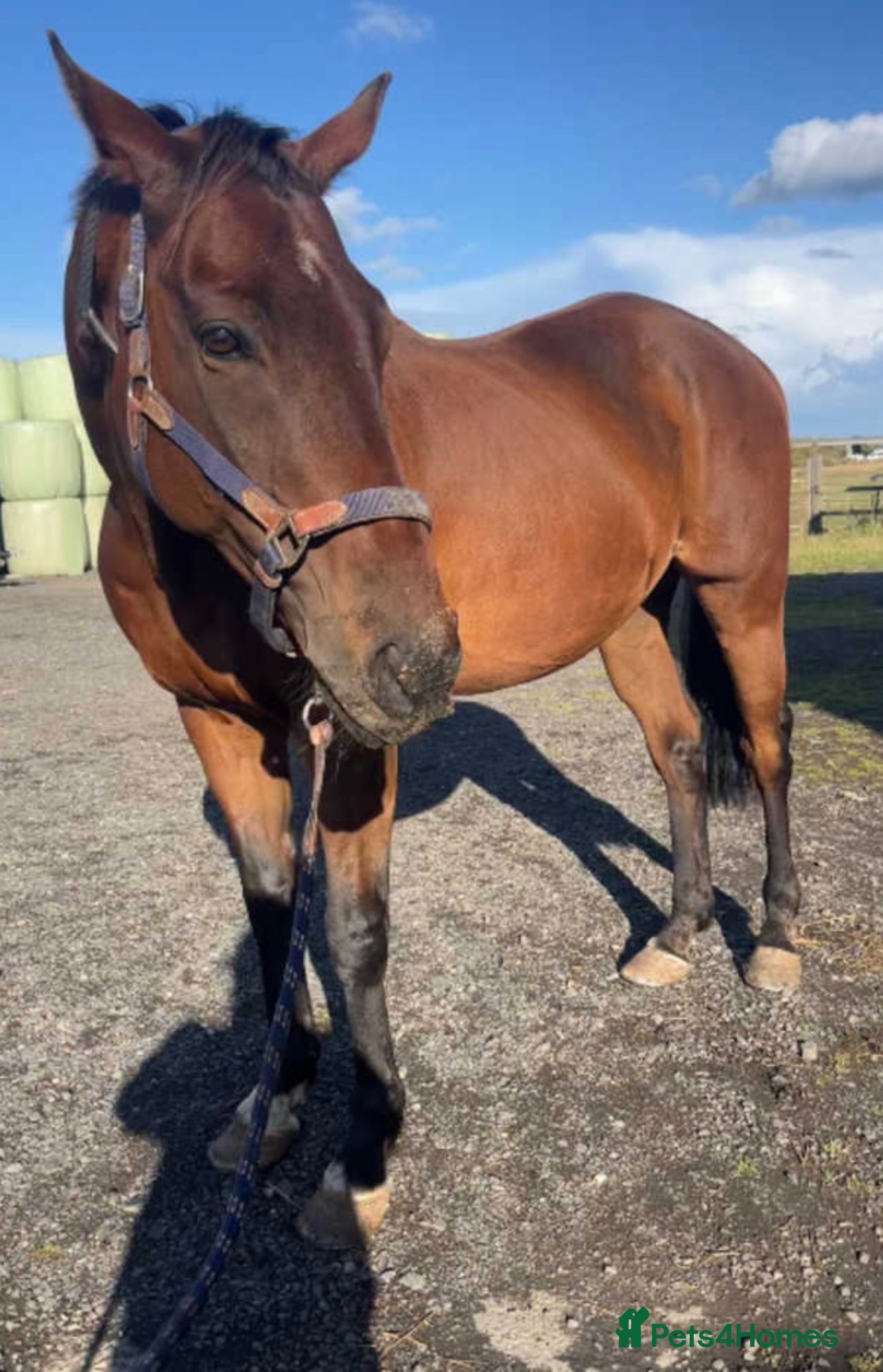 Irish Thoroughbred horses 16.1hh thoroughbred gelding - Advert 1