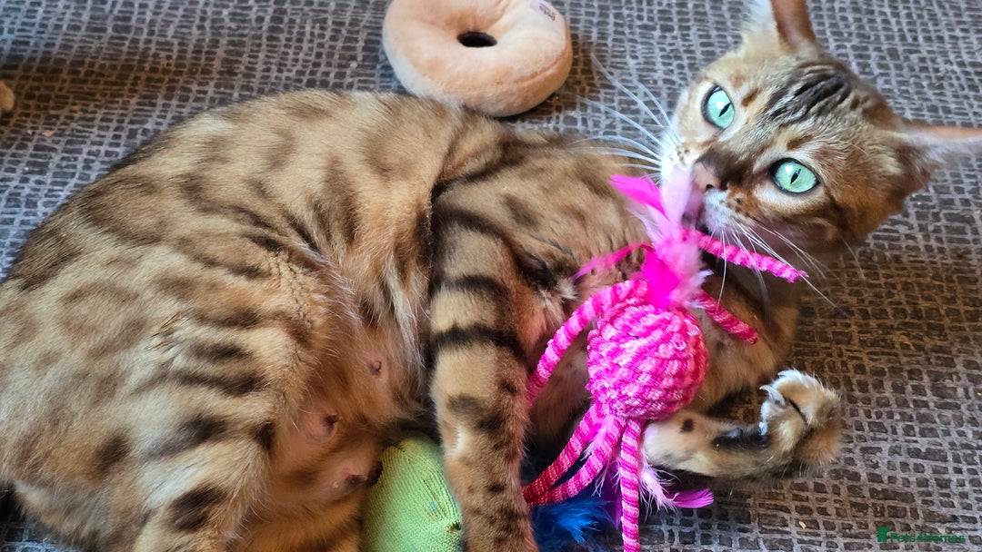 Bengal cats for sale: Registered Pure Bengal Babies Browns and Blues  - Image 9