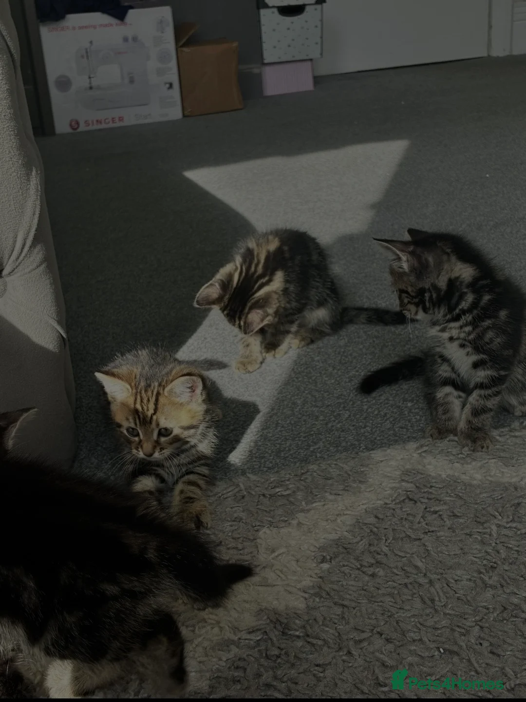 Mixed Breed cats for sale: Tabby kittens - Advert 2