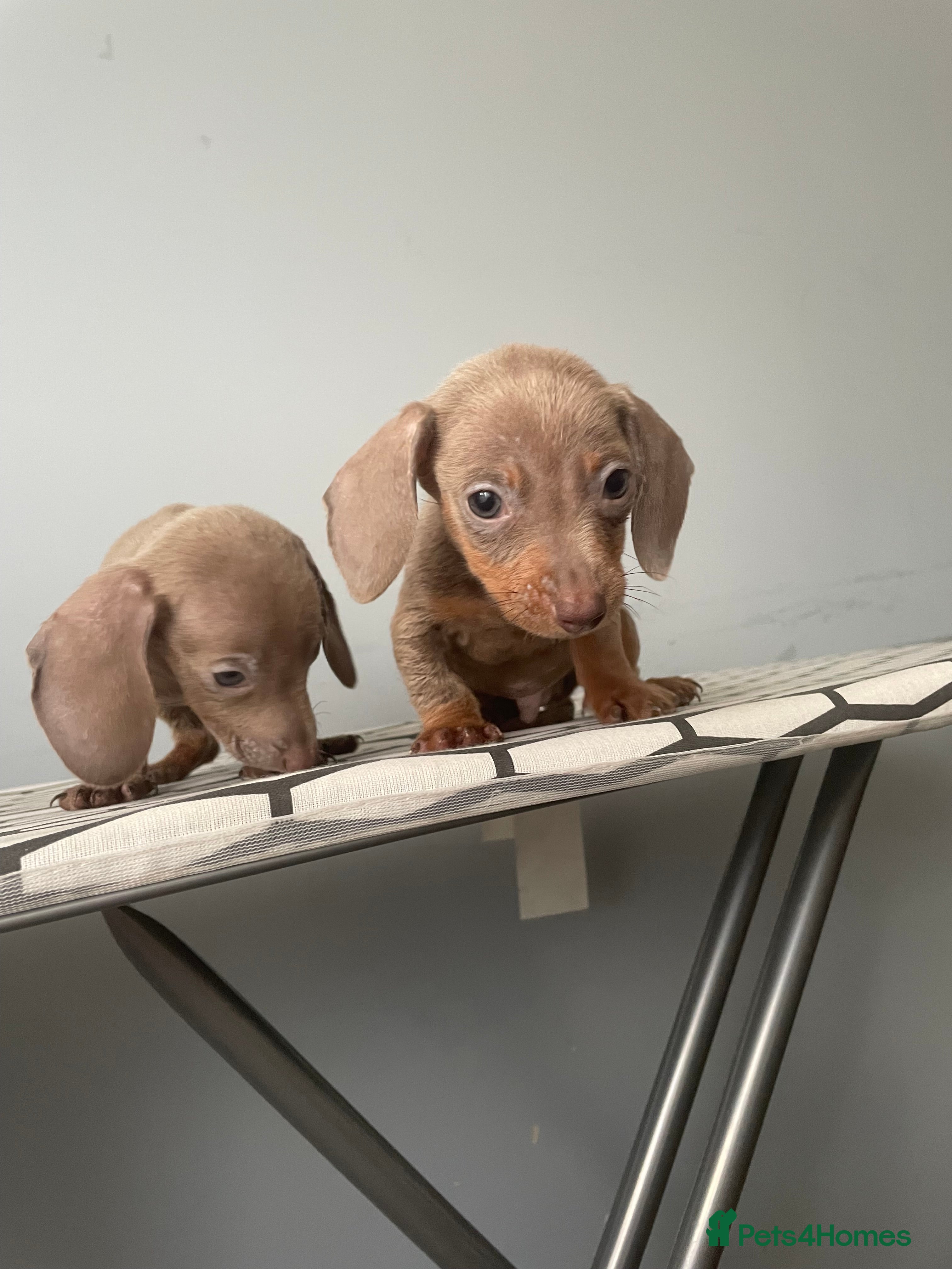 Miniature Dachshund dogs Miniature dachshund Isabella  - Advert 2