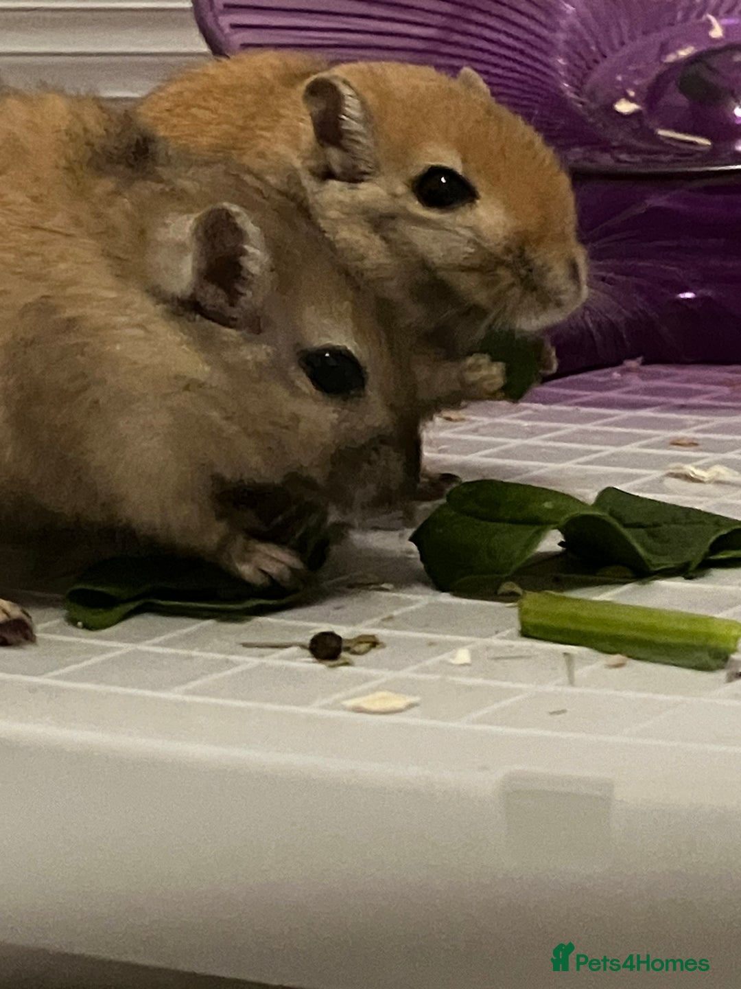 Gerbil rodents for sale: 2 female gerbils by blood sisters  - Advert 2