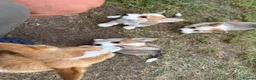Welsh Corgi Pembroke dogs for sale: 3 Stunning KC Registered Pembroke Corgi Boys  - Advert 22
