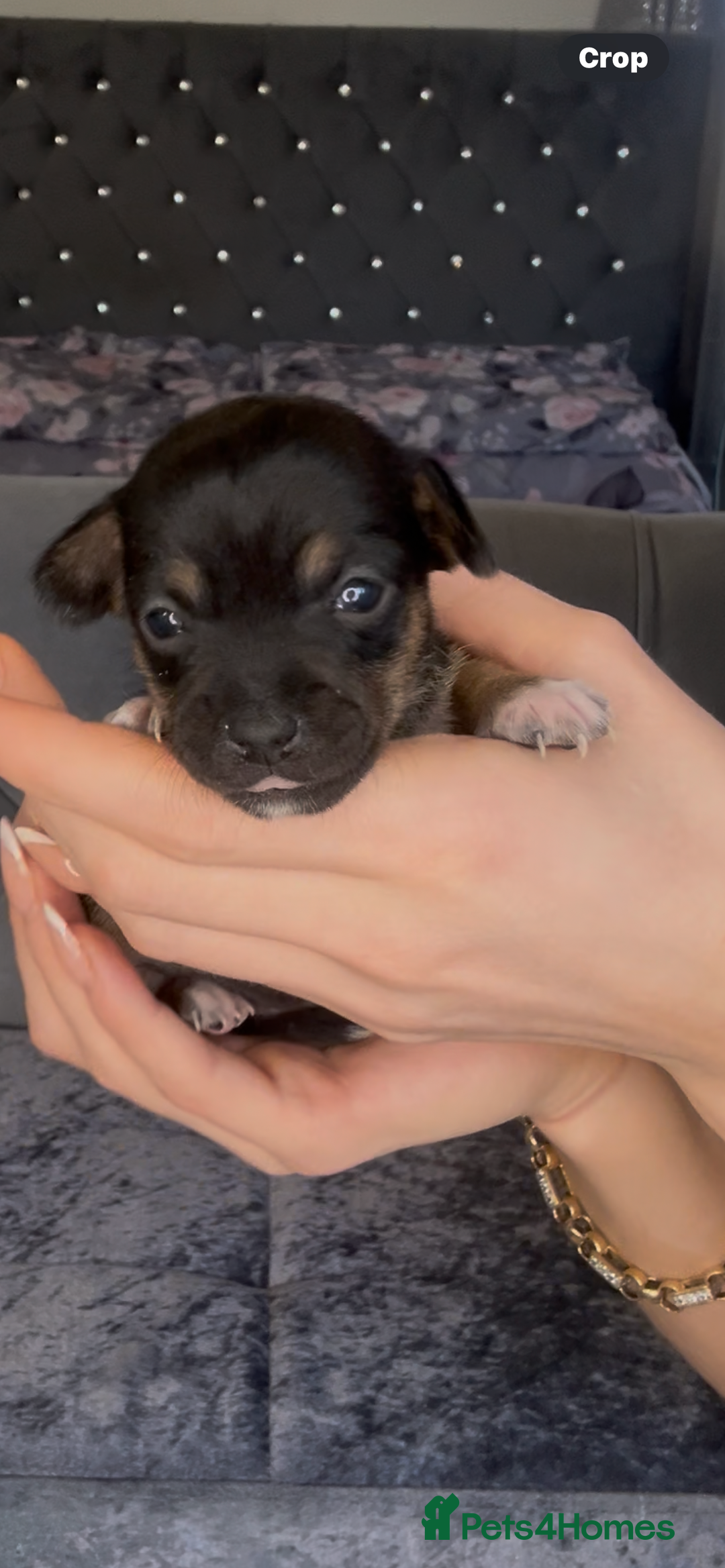 Mixed Breed dogs for sale: Chihuahua puppies  - Image 16