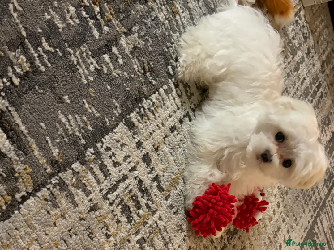 Maltese dogs for sale: Beautiful KC registered male Maltese  - Advert 2
