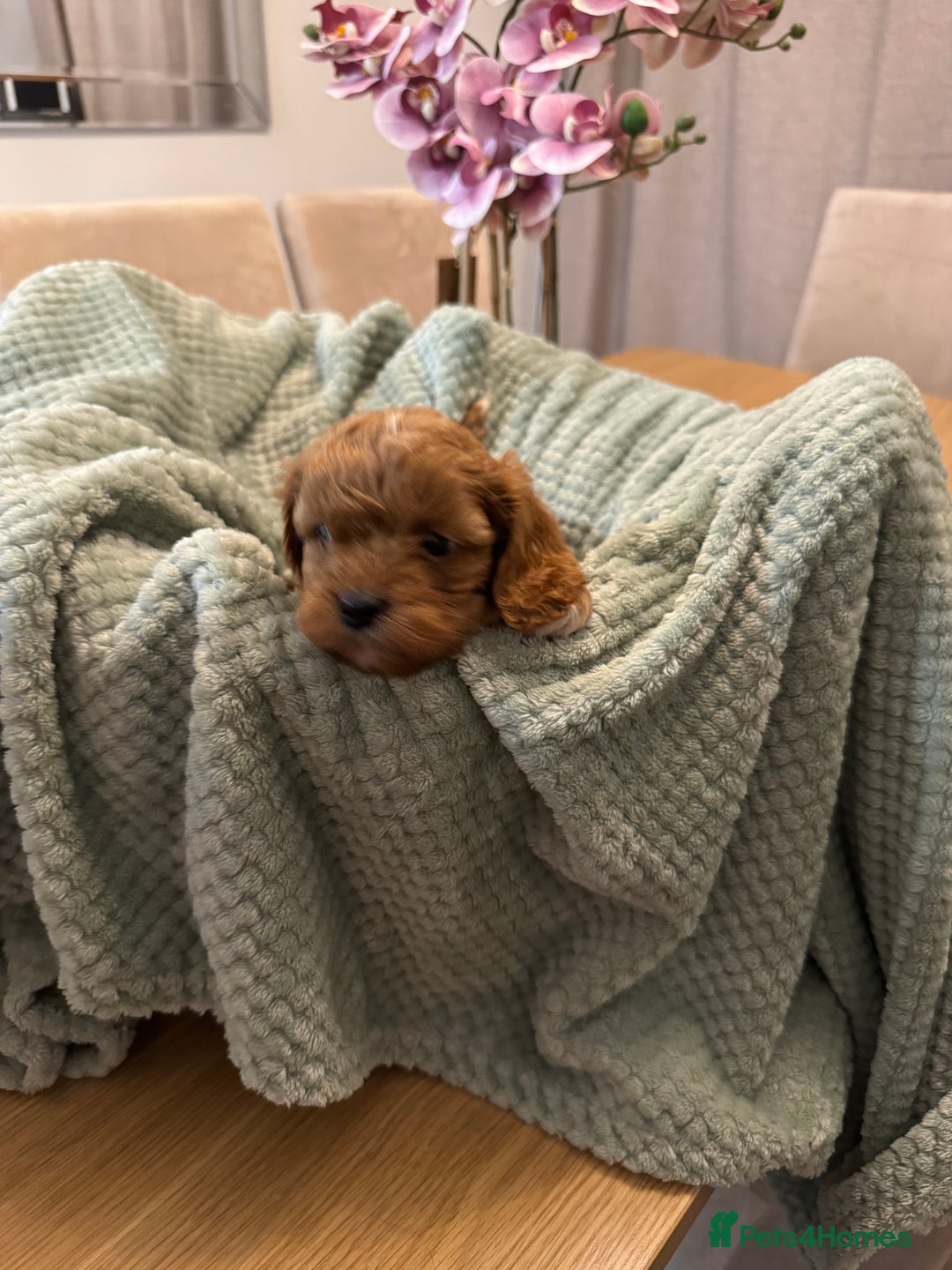 Cavapoo dogs for sale: Cavapoo puppies - Advert 13