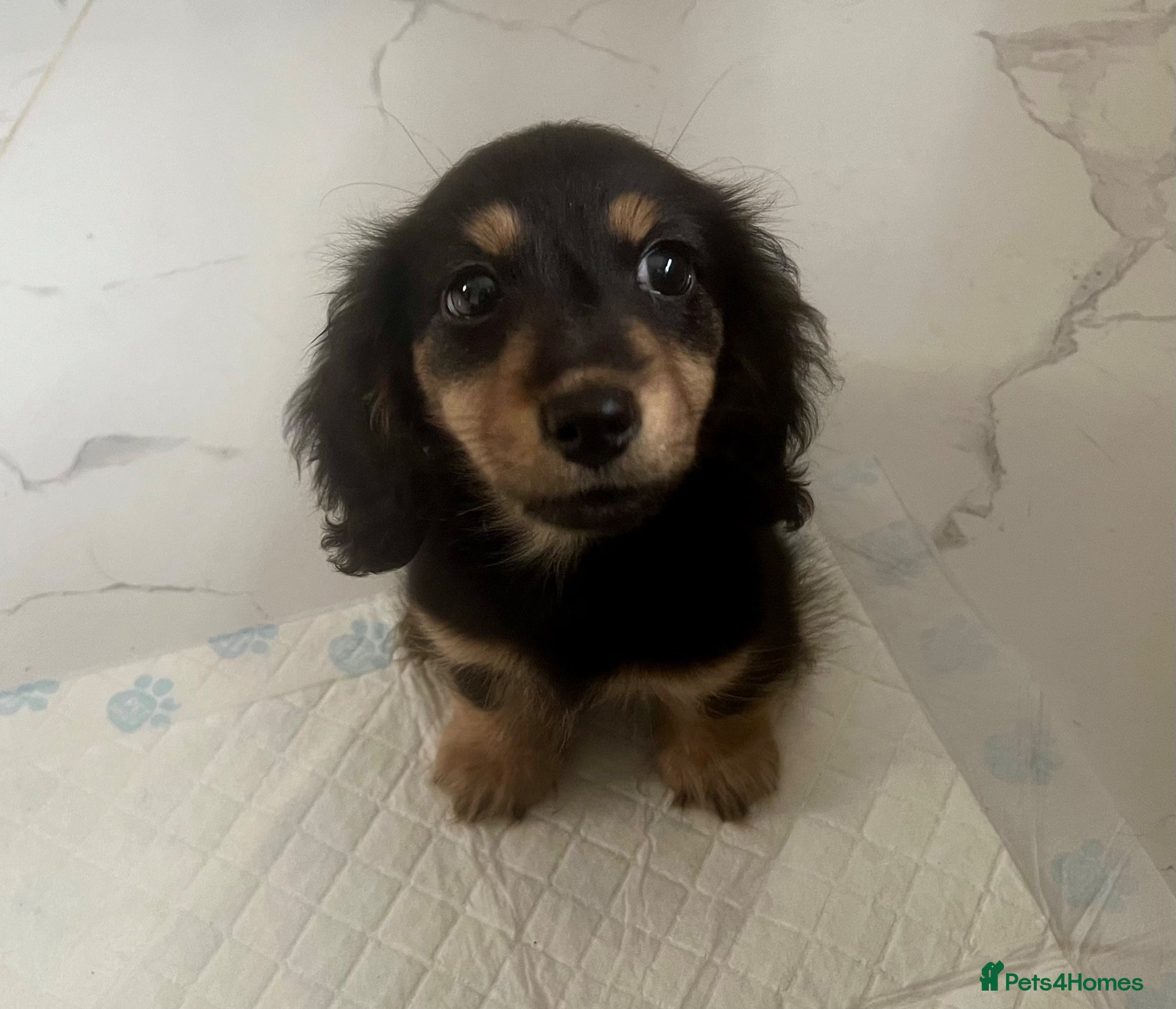 Dachshund dogs Long haired Dachshunds puppies for sale * 2 left* - Advert 7