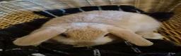 Mini Lion Lop rabbits for sale: READY THIS WEEKEND! Mini Lion Lop Baby Rabbits! - Advert 11