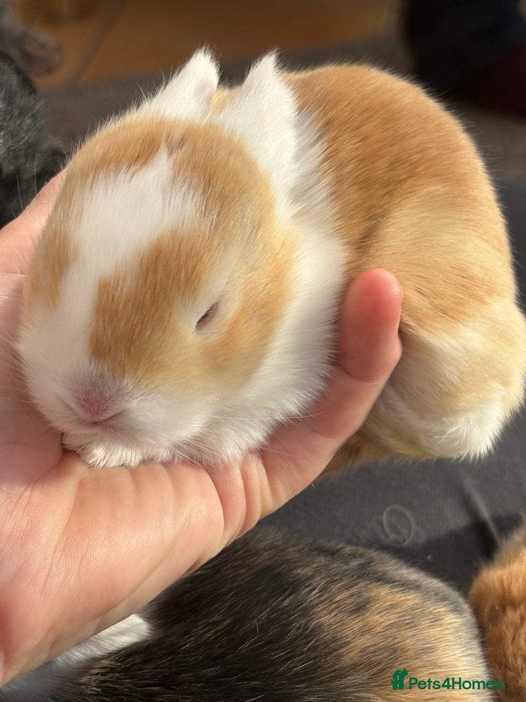 Mini Lop rabbits for sale: Indoor raised Mini lops and lion lops   - Image 11