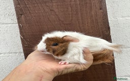 Guinea Pig rodents for sale: 3 Gorgeous Female Guinea pigs for sale  - Image 4