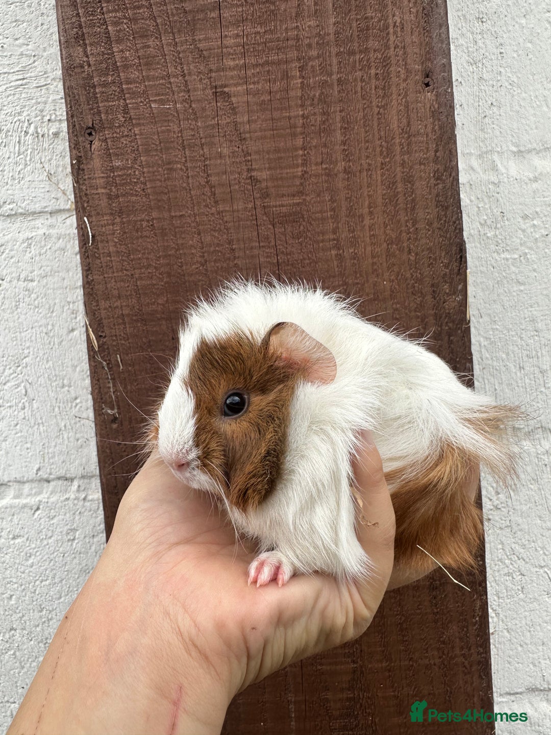 Guinea Pig rodents for sale: 3 Gorgeous Female Guinea pigs for sale  - Image 4