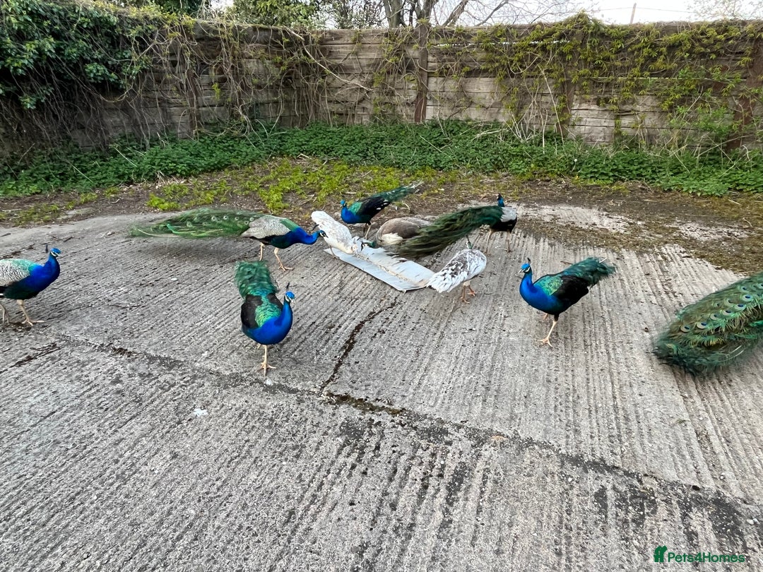 Peafowl poultry for sale: Peacocks, Peahens and Peachicks for sale  - Image 10