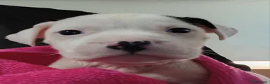 Koda 