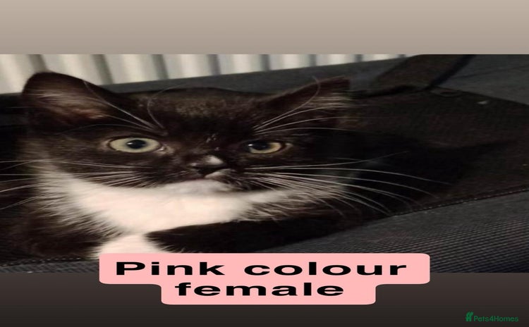 British Shorthair cats 3 Beautiful kittens left - Advert 3