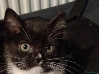 British Shorthair cats 3 Beautiful kittens left - Advert 5