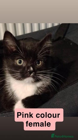 British Shorthair cats 3 Beautiful kittens left - Advert 1