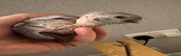 Macaws birds for sale: 4 hand reared baby Hahns macaw - Advert 2