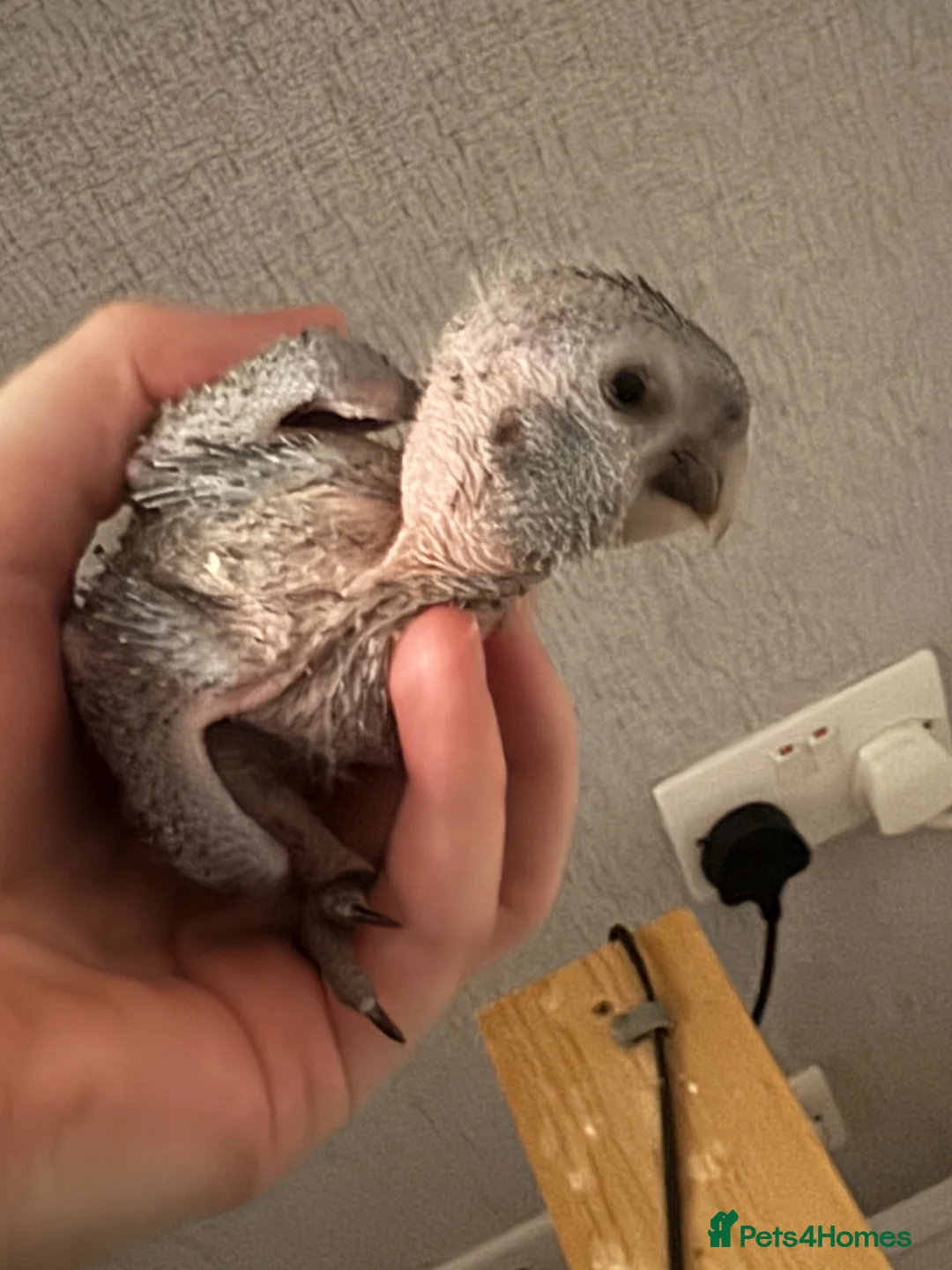 Macaws birds for sale: 4 hand reared baby Hahns macaw - Advert 2