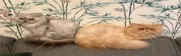 Persian cats for sale: Persian. X. Chinchilla Persian  - Advert 5