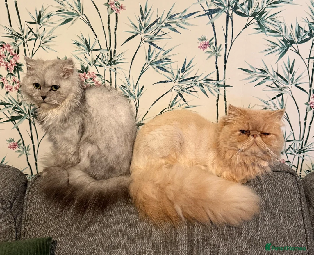 Persian cats for sale: Persian. X. Chinchilla Persian  - Advert 5
