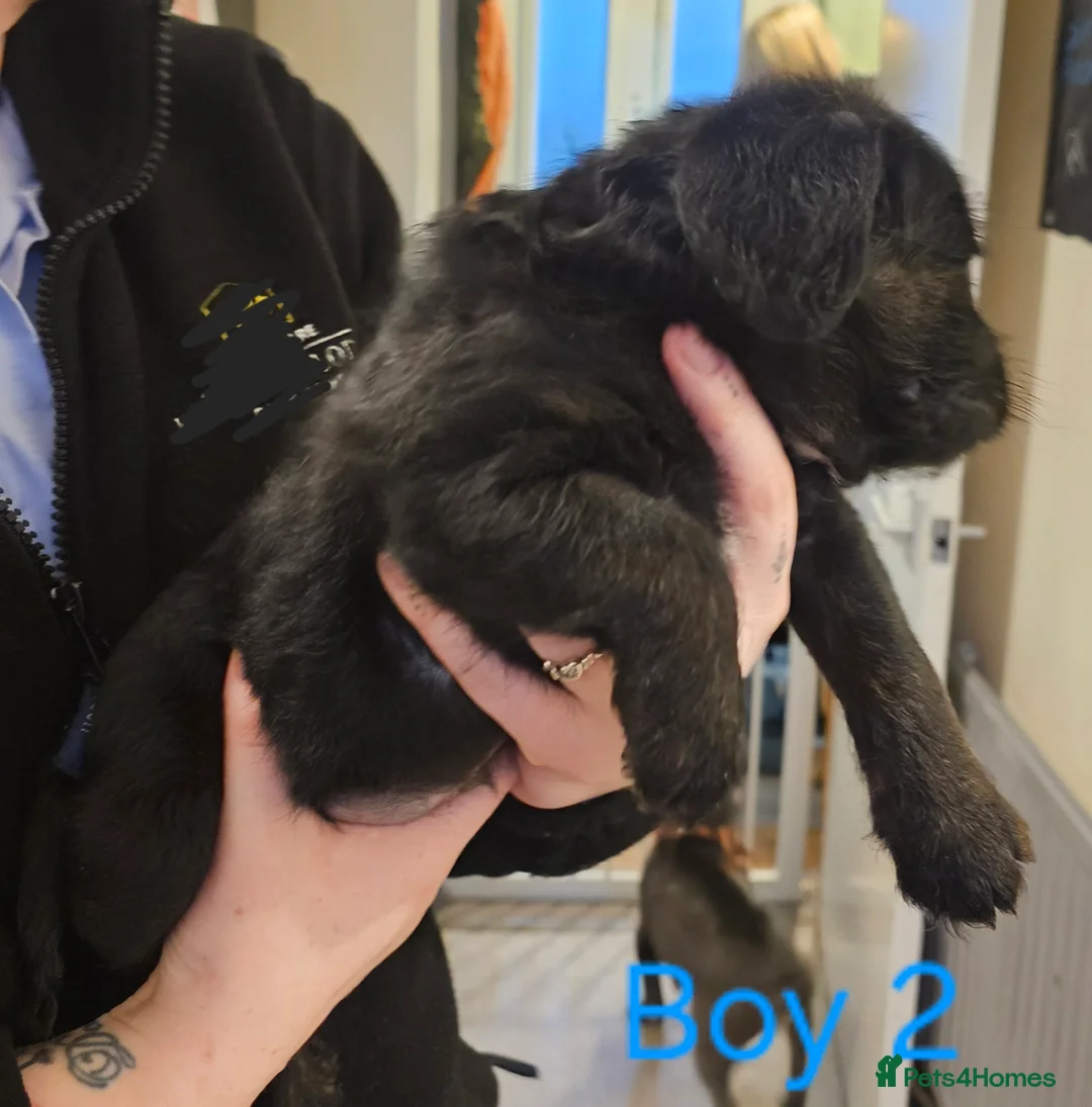 Mixed Breed dogs for sale: Froodle puppies  - Advert 9